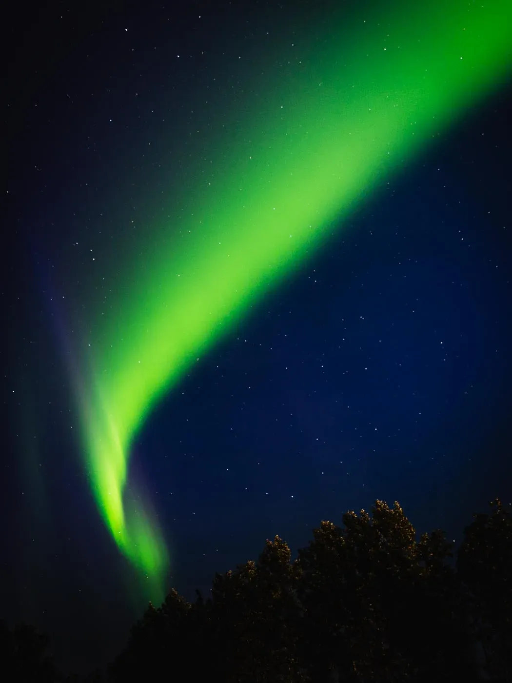 Aurora boreal verde cruzando un cielo estrellado sobre siluetas de árboles